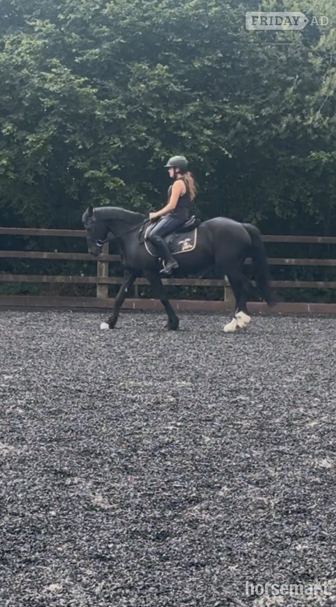 "Annabel" Black Mare All Rounder - Horses