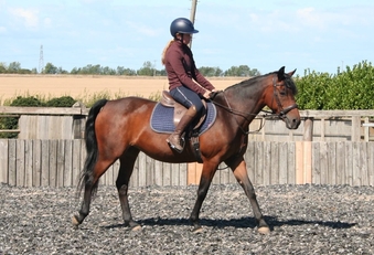 "✨Spring✨" Bay Mare Pony Club Pony