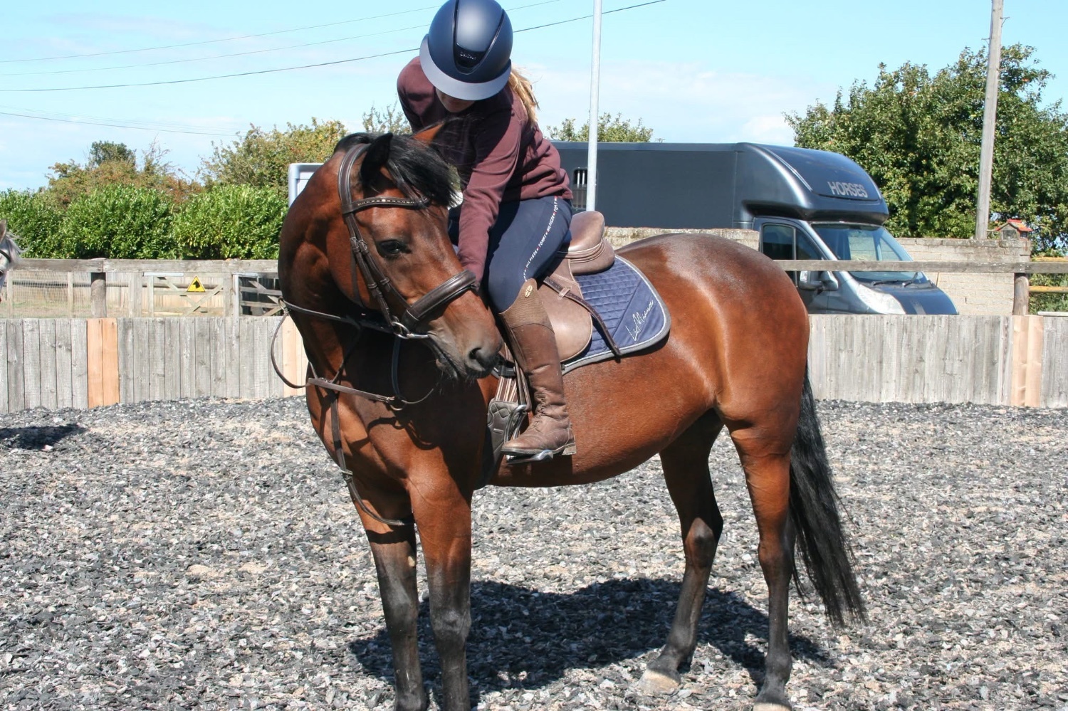 "✨Spring✨" Bay Mare Pony Club Pony
