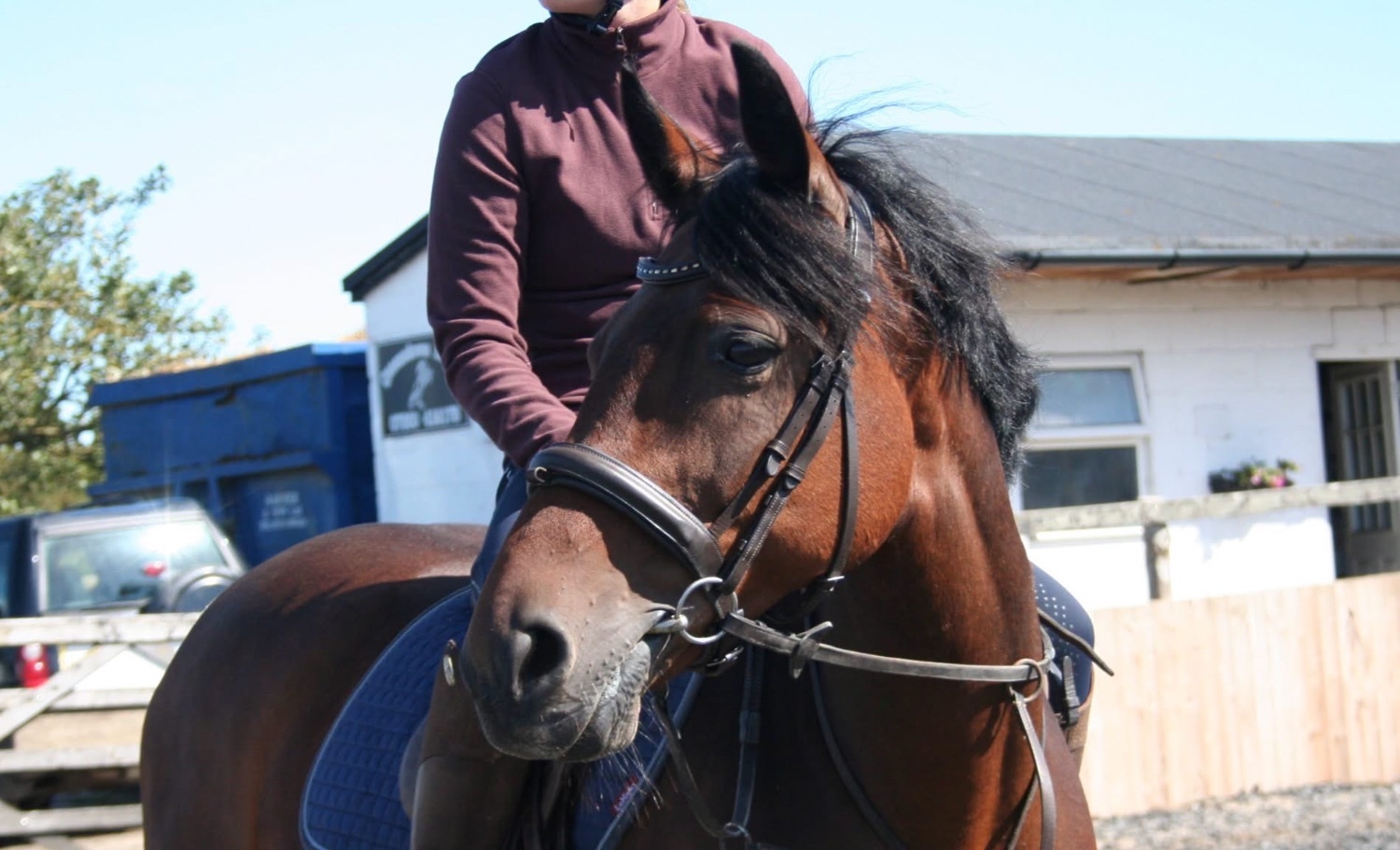 Manston "✨Spring✨" Bay Mare Pony Club Pony