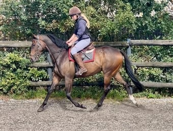 "Alfie" Bay Gelding Ex Racehorse
