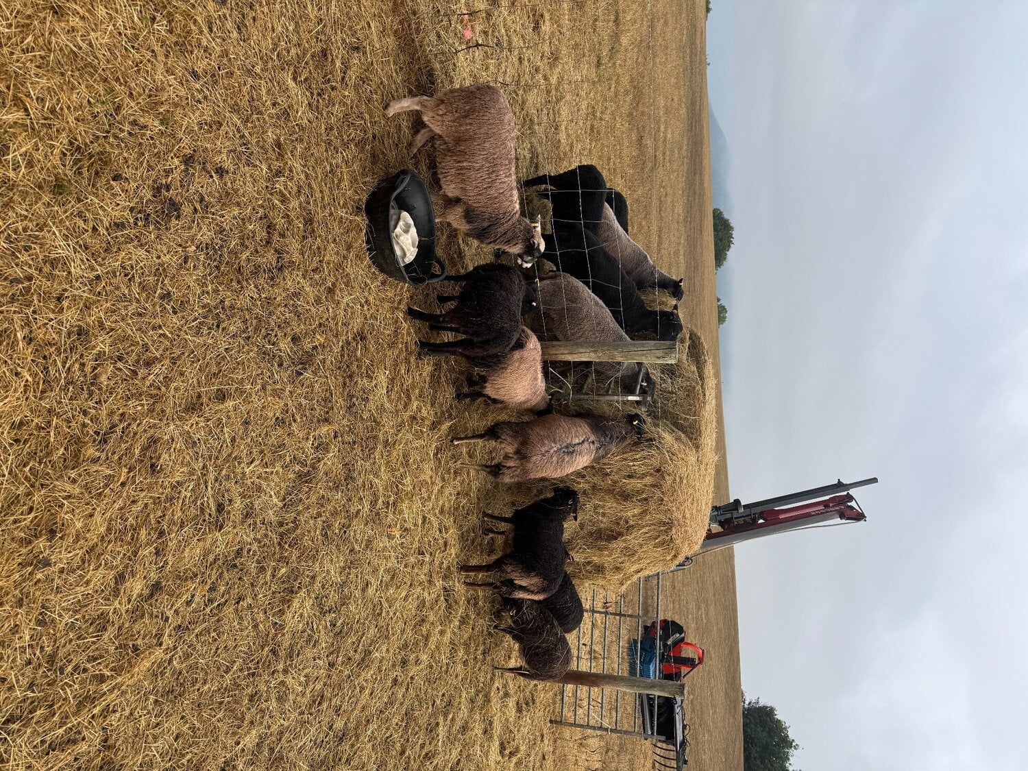 7 Shetland Wethers and Ram Lambs for sale 
