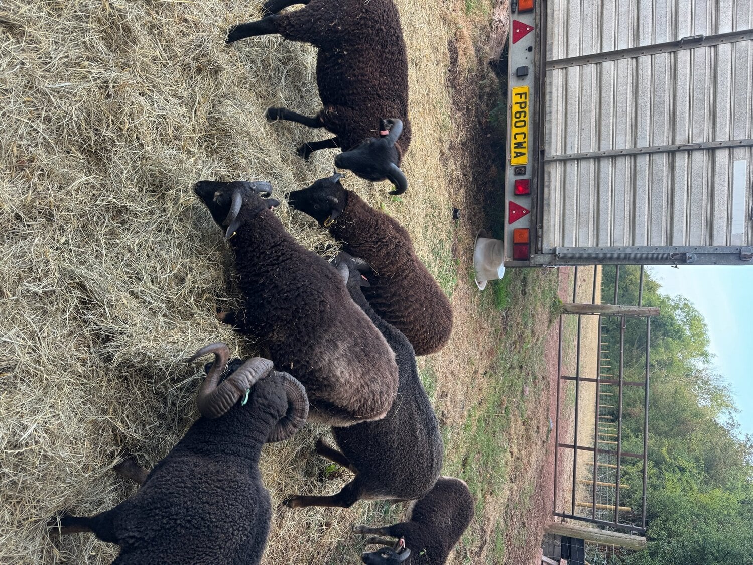 Minehead 7 Shetland Wethers and Ram Lambs for sale 