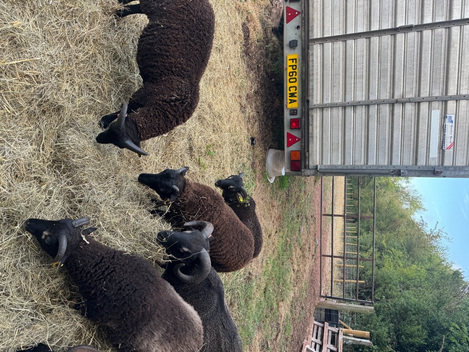 7 Shetland Wethers and Ram Lambs for sale  - Livestock in Minehead