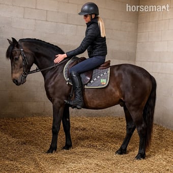 "Natalie's Dun Dancer" Chocolate Dun Gelding Mountain & Moorland Pony