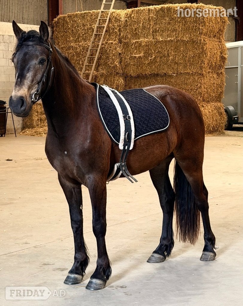 "Natalie's Dun Dancer" Chocolate Dun Gelding Mountain & Moorland Pony