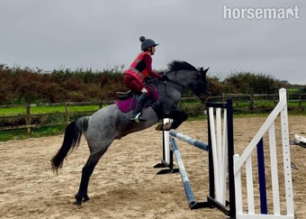 "Dylan " Blue Roan Gelding All Rounder