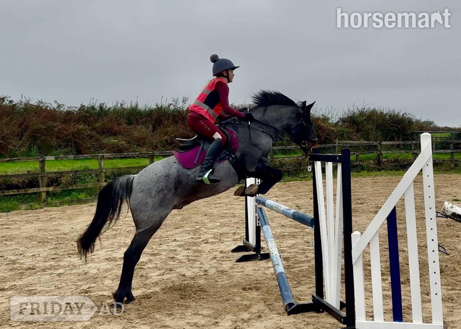 "Dylan " Blue Roan Gelding All Rounder in Redruth