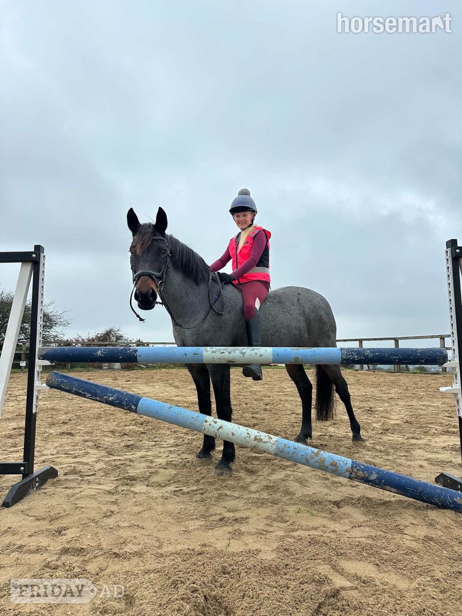 "Dylan " Blue Roan Gelding All Rounder