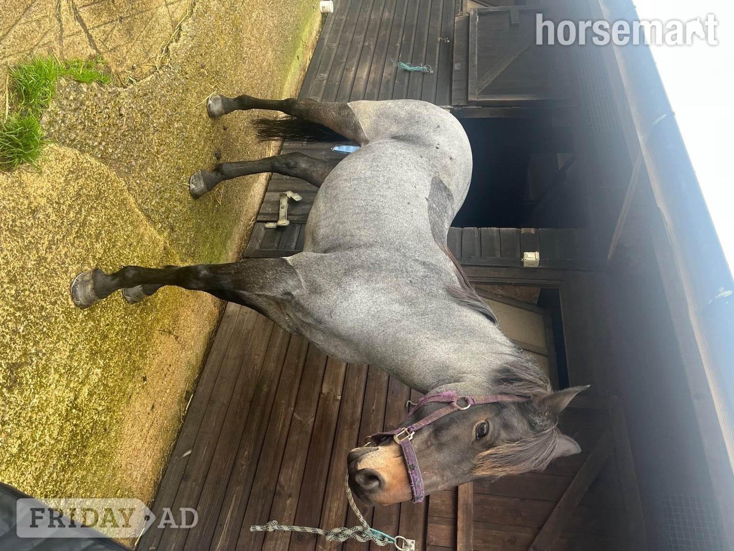 Redruth "Dylan " Blue Roan Gelding All Rounder