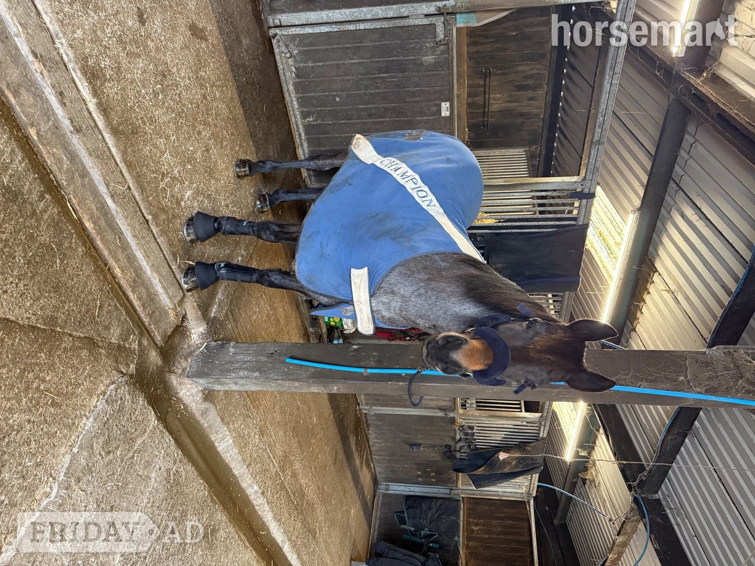 "Dylan " Blue Roan Gelding All Rounder - Horses in Redruth