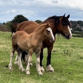 "Quality Chestnut-Future Show Cob Prospect " Chestnut Colt Cob/Heavy Horse