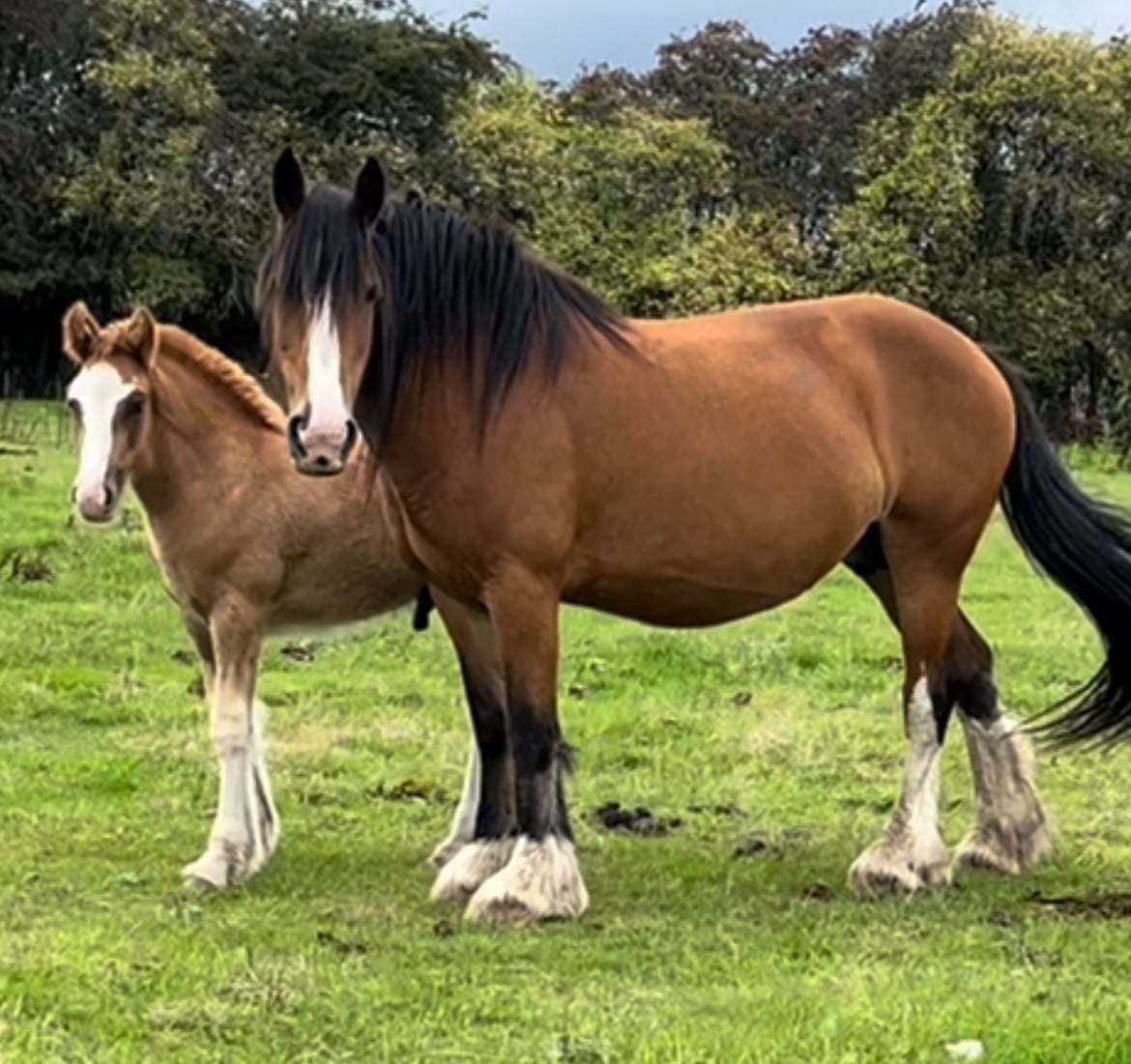 "Quality Chestnut-Future Show Cob Prospect " Chestnut Colt Cob/Heavy Horse