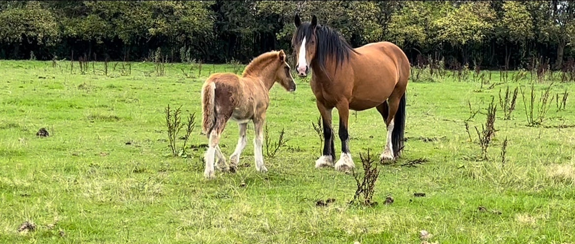 Leeds "Quality Chestnut-Future Show Cob Prospect " Chestnut Colt Cob/Heavy Horse