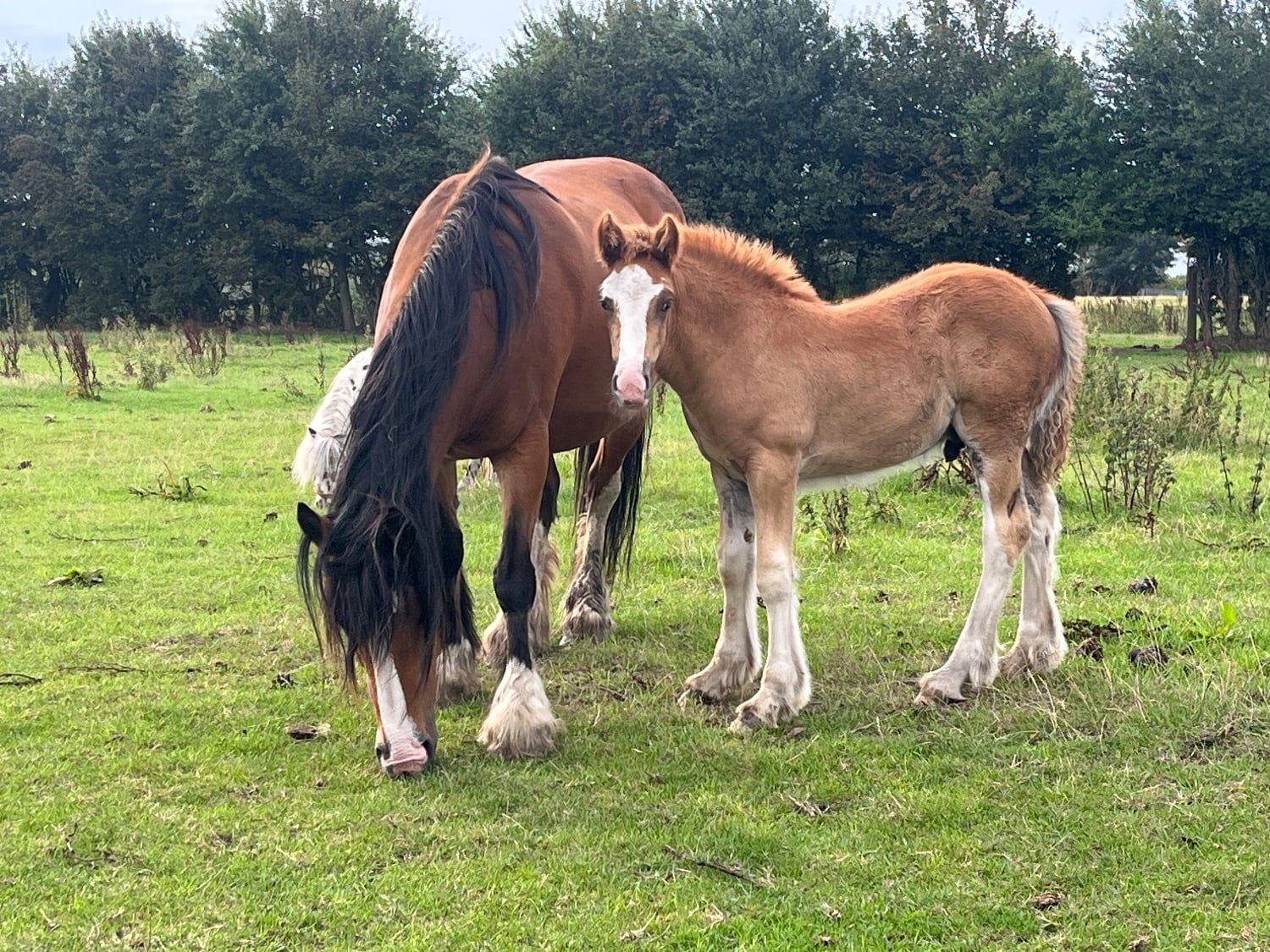 "Quality Chestnut-Future Show Cob Prospect " Chestnut Colt Cob/Heavy Horse - Horses in Leeds