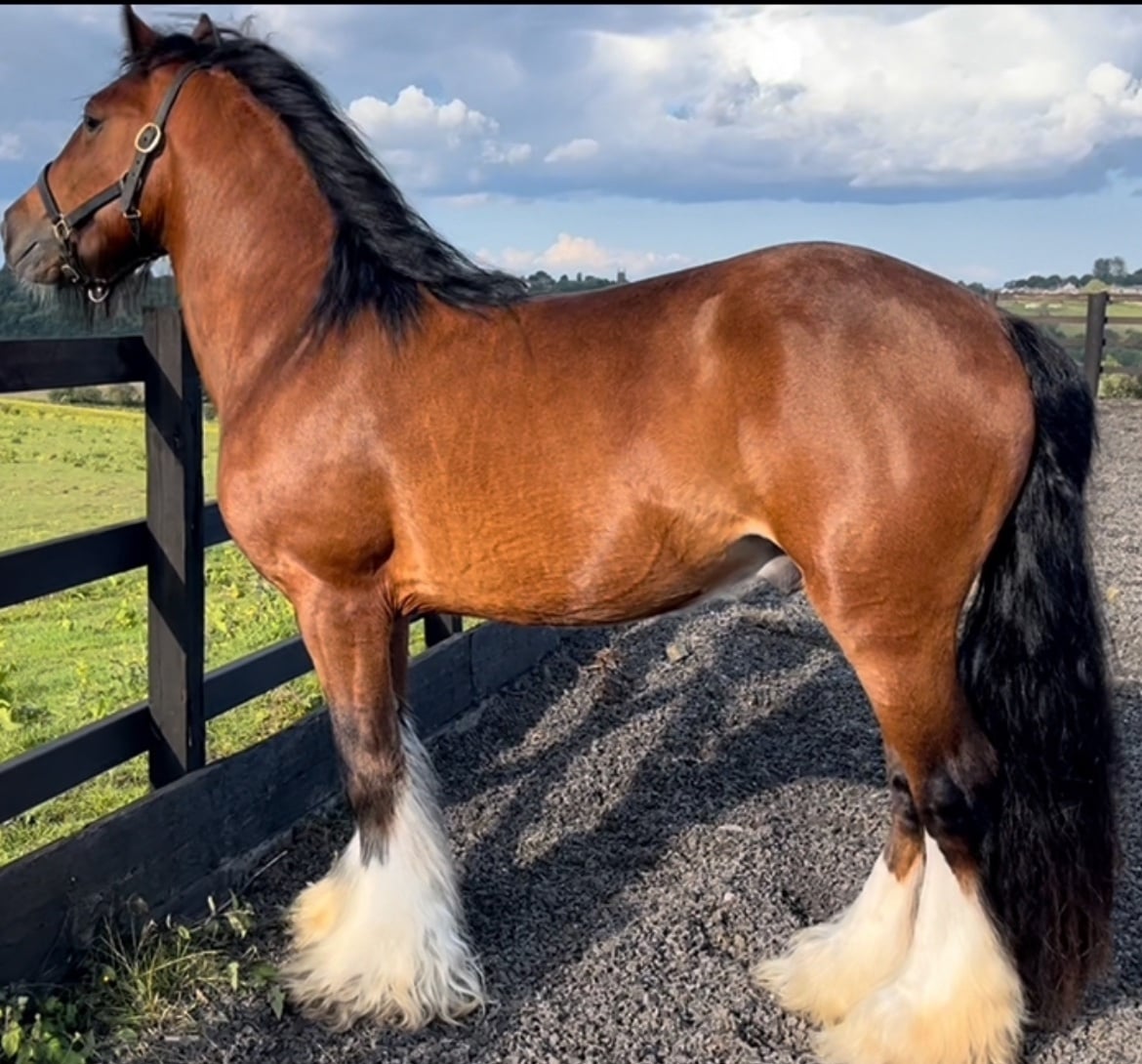 "Quality Chestnut-Future Show Cob Prospect " Chestnut Colt Cob/Heavy Horse - Horses