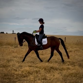 "BAZAARS POWERZONE (AKA Zara)" Bay Mare All Rounder