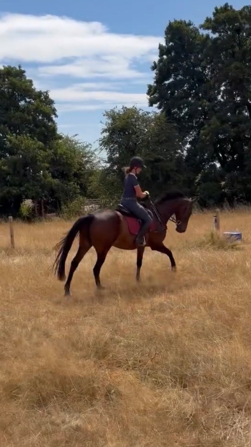 Tutbury "BAZAARS POWERZONE (AKA Zara)" Bay Mare All Rounder