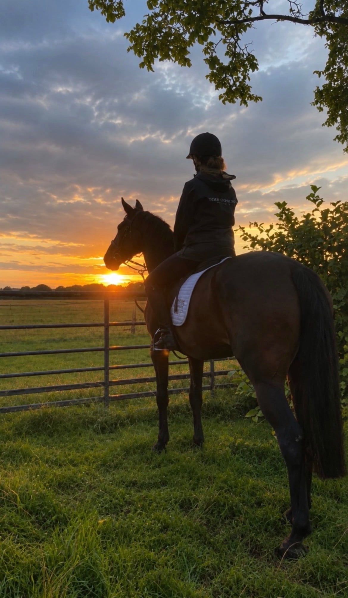 "BAZAARS POWERZONE (AKA Zara)" Bay Mare All Rounder - Horses