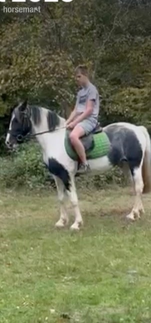 "Trixies Boxer " Piebald Gelding Driving Horse