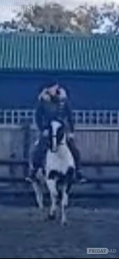 "Trixies Boxer " Piebald Gelding Driving Horse - Horses in Wickford