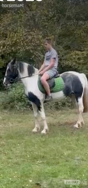 "Trixies Boxer " Piebald Gelding Driving Horse in Wickford