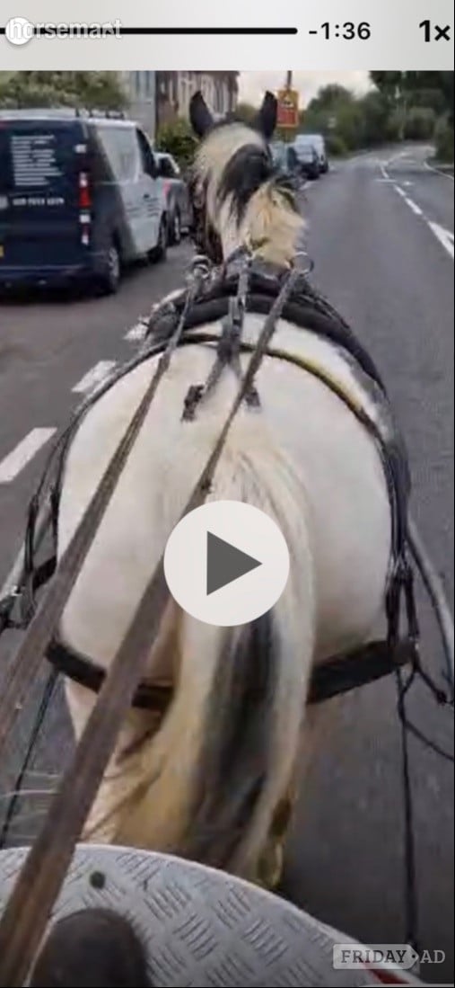 Wickford "Trixies Boxer " Piebald Gelding Driving Horse