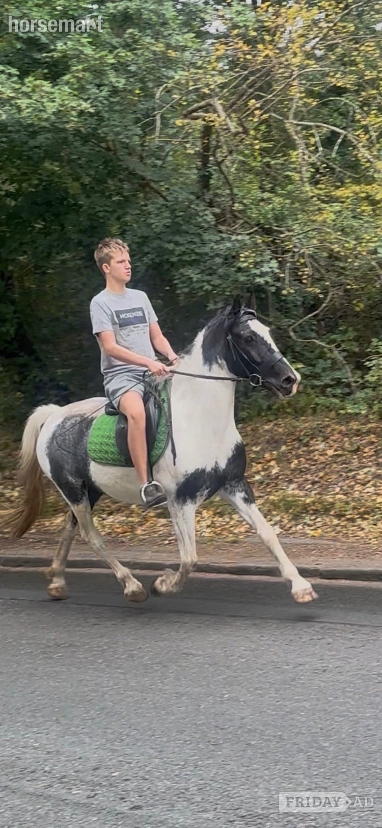 "Trixies Boxer " Piebald Gelding Driving Horse