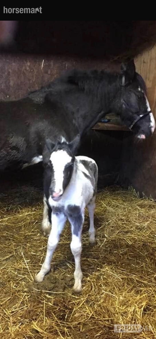 "Trixies Boxer " Piebald Gelding Driving Horse - Horses