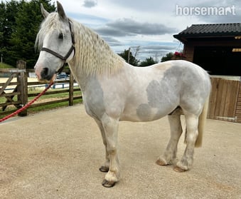 "Zeus " Blue &amp; White Gelding Cob/Heavy Horse