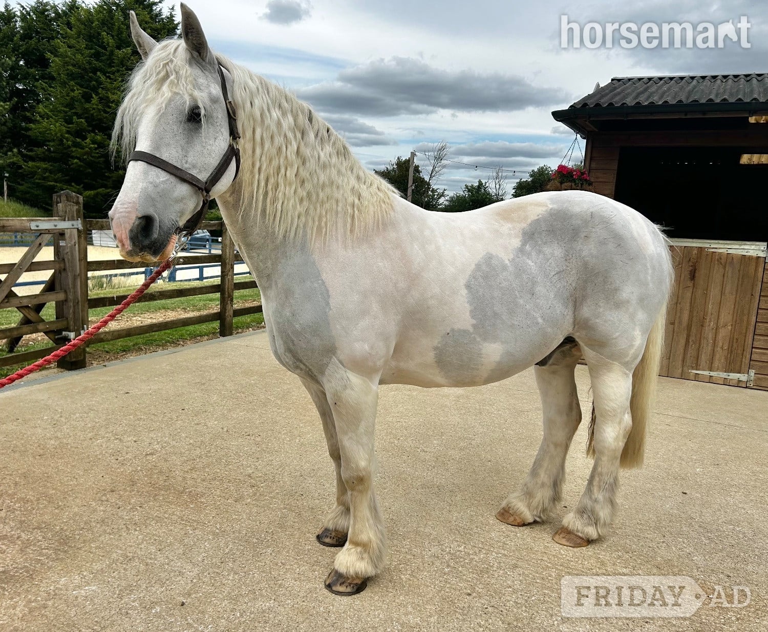 "Zeus " Blue &amp; White Gelding Cob/Heavy Horse in Northampton