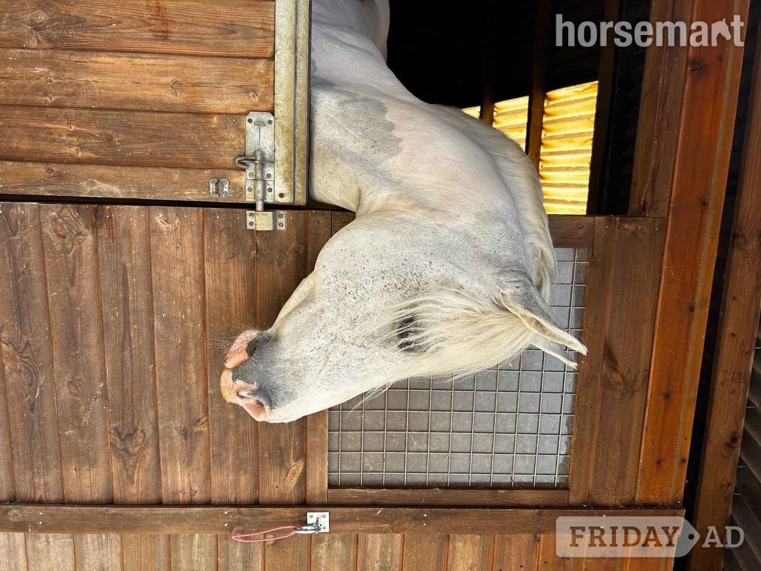 "Zeus " Blue &amp; White Gelding Cob/Heavy Horse