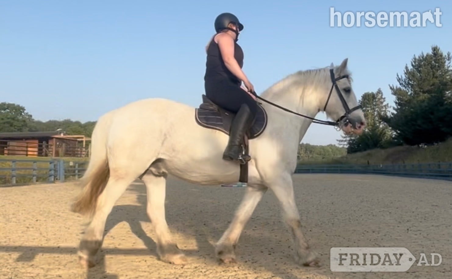 Northampton "Zeus " Blue &amp; White Gelding Cob/Heavy Horse
