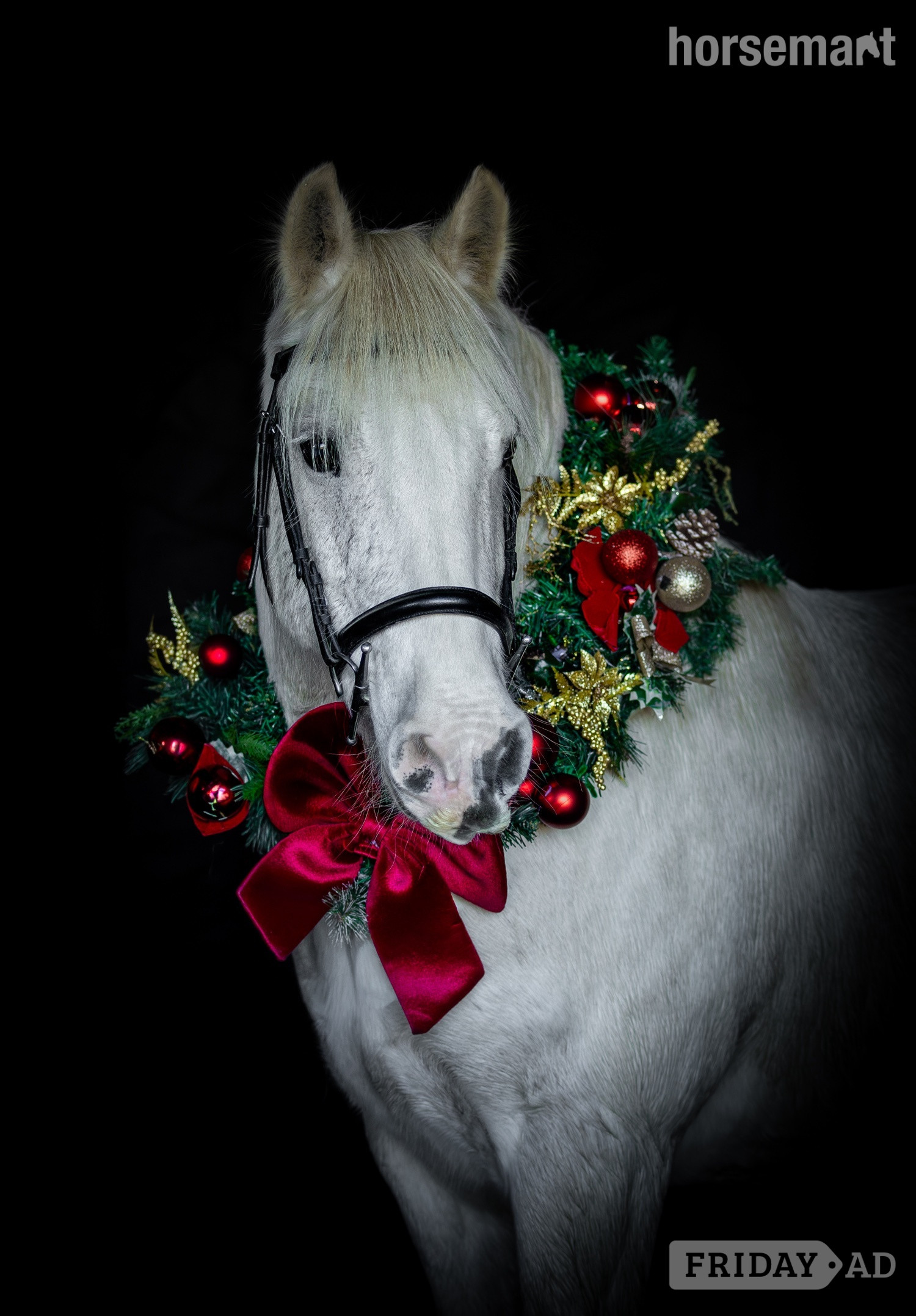 "Zeus " Blue &amp; White Gelding Cob/Heavy Horse - Horses in Northampton