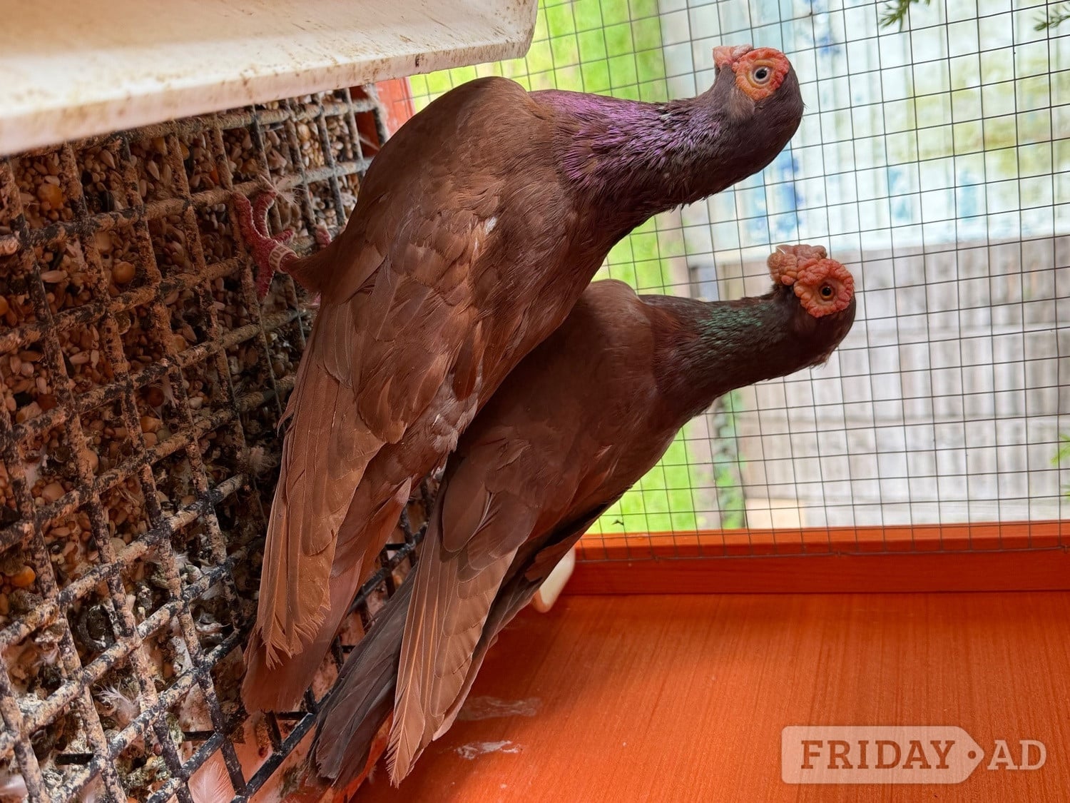 Pigeon for sale in Birmingham