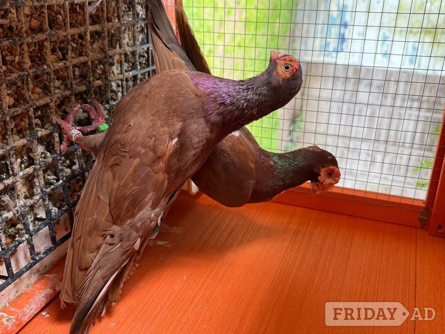 Pigeon for sale