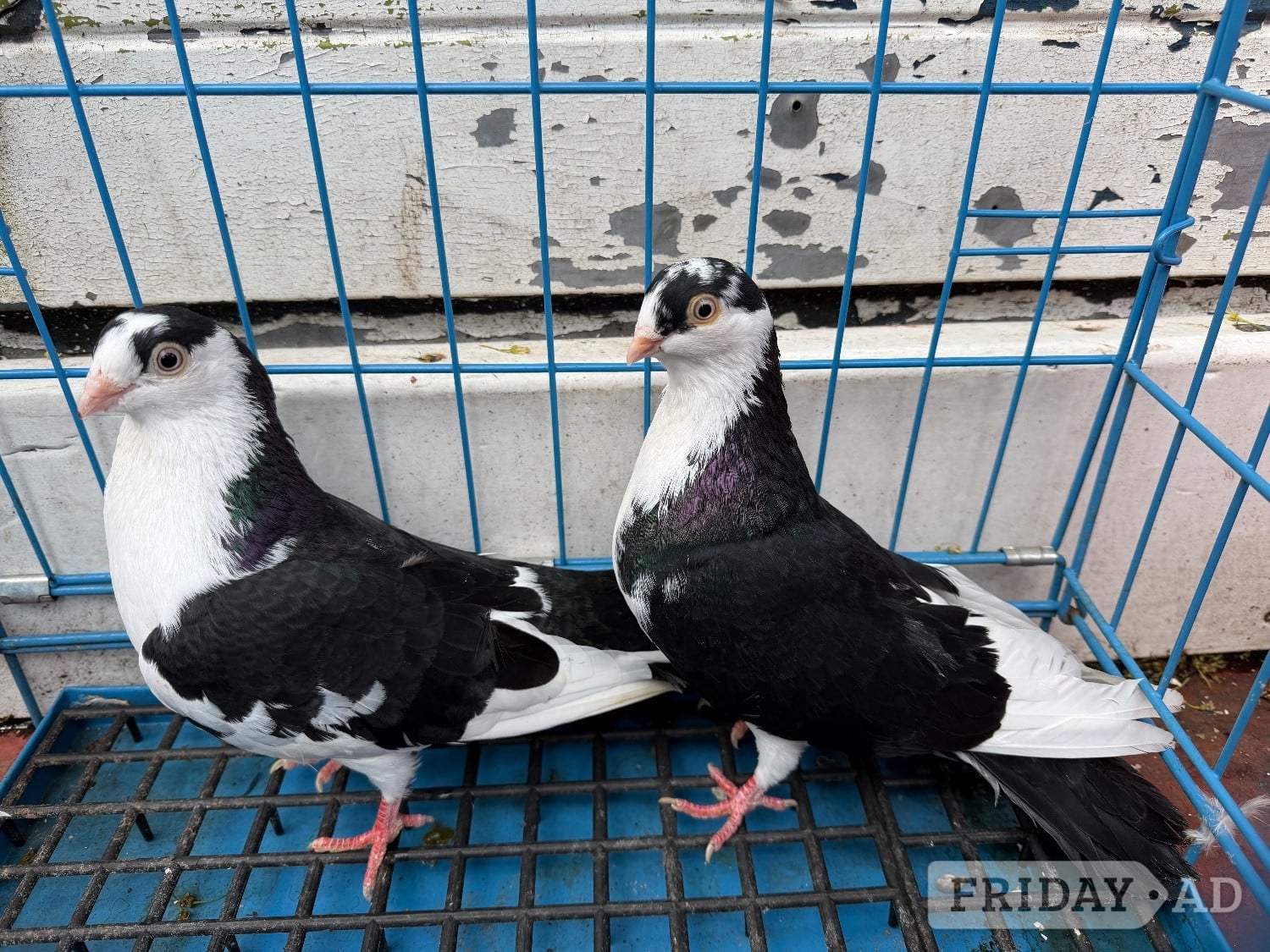 Birmingham Pigeon for sale
