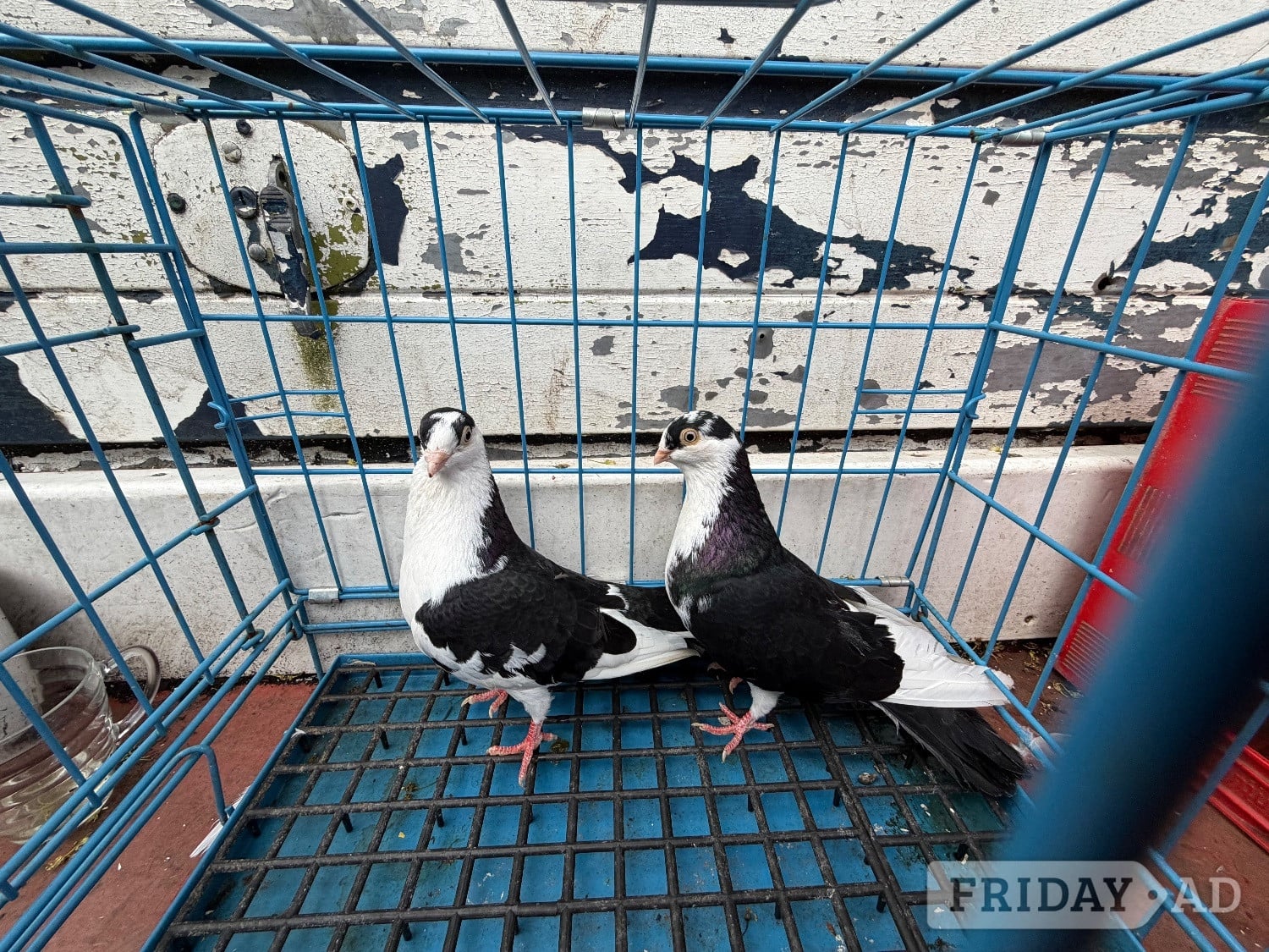 Pigeon for sale - Birds in Birmingham