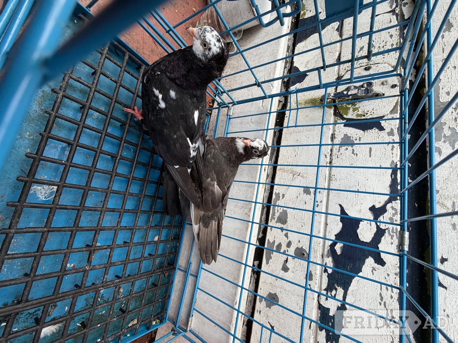 Pigeon for sale - Birds