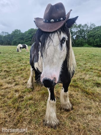 "Dash" Coloured Gelding Cob/Heavy Horse