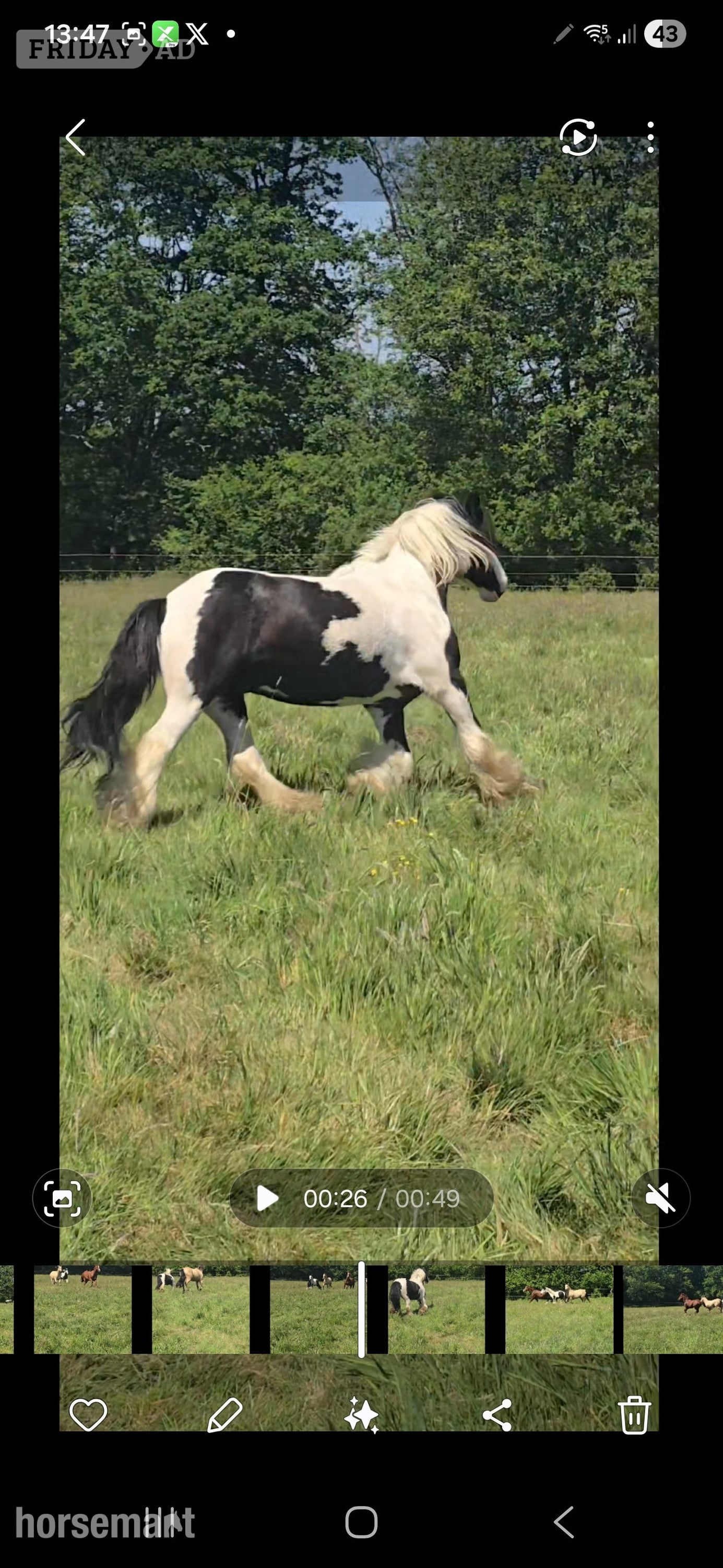 Newdigate "Dash" Coloured Gelding Cob/Heavy Horse
