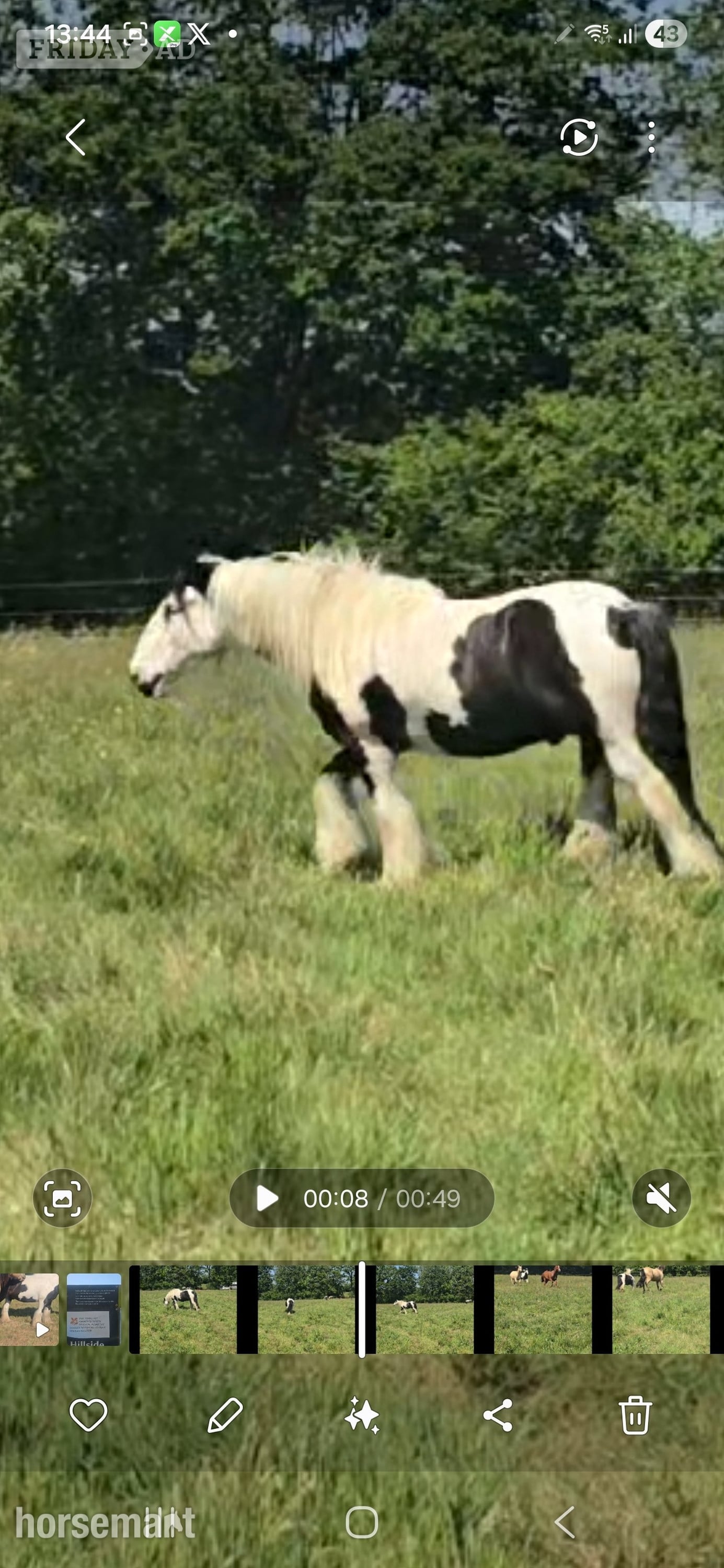 "Dash" Coloured Gelding Cob/Heavy Horse