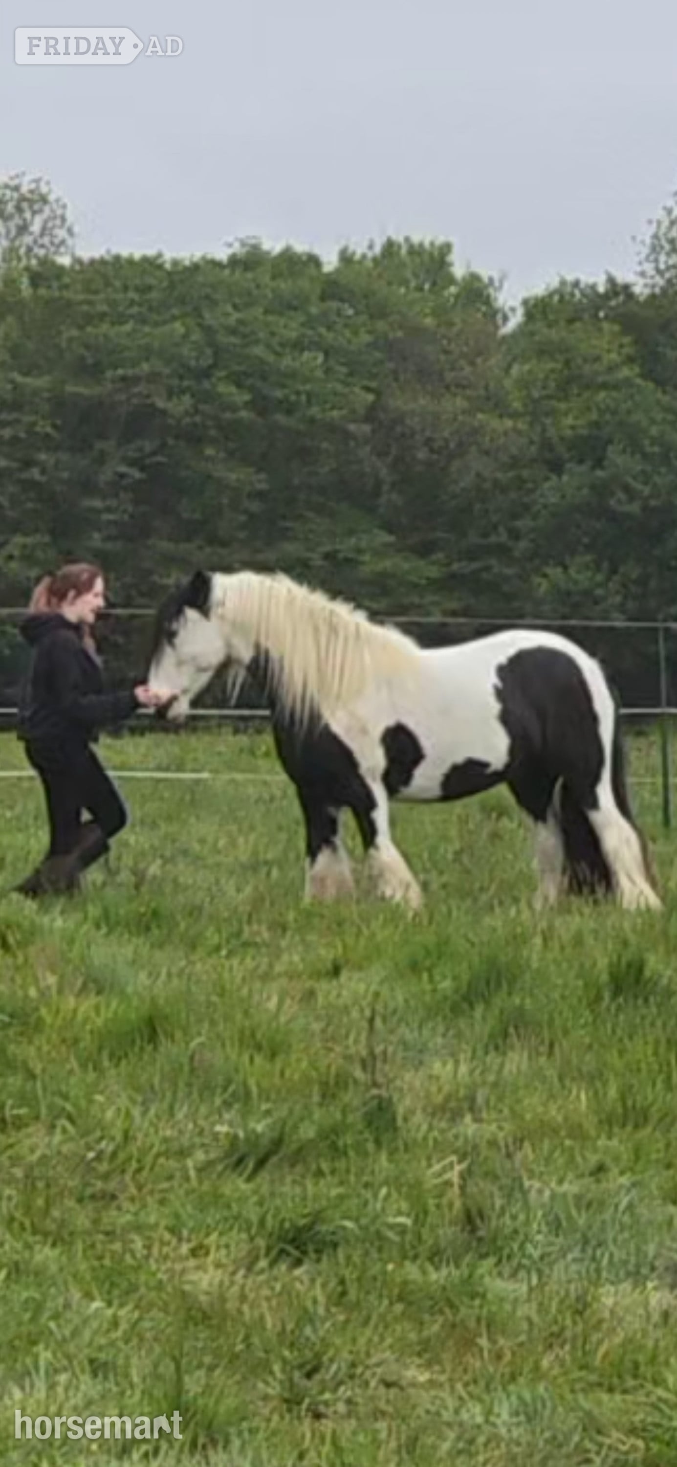 "Dash" Coloured Gelding Cob/Heavy Horse - Horses
