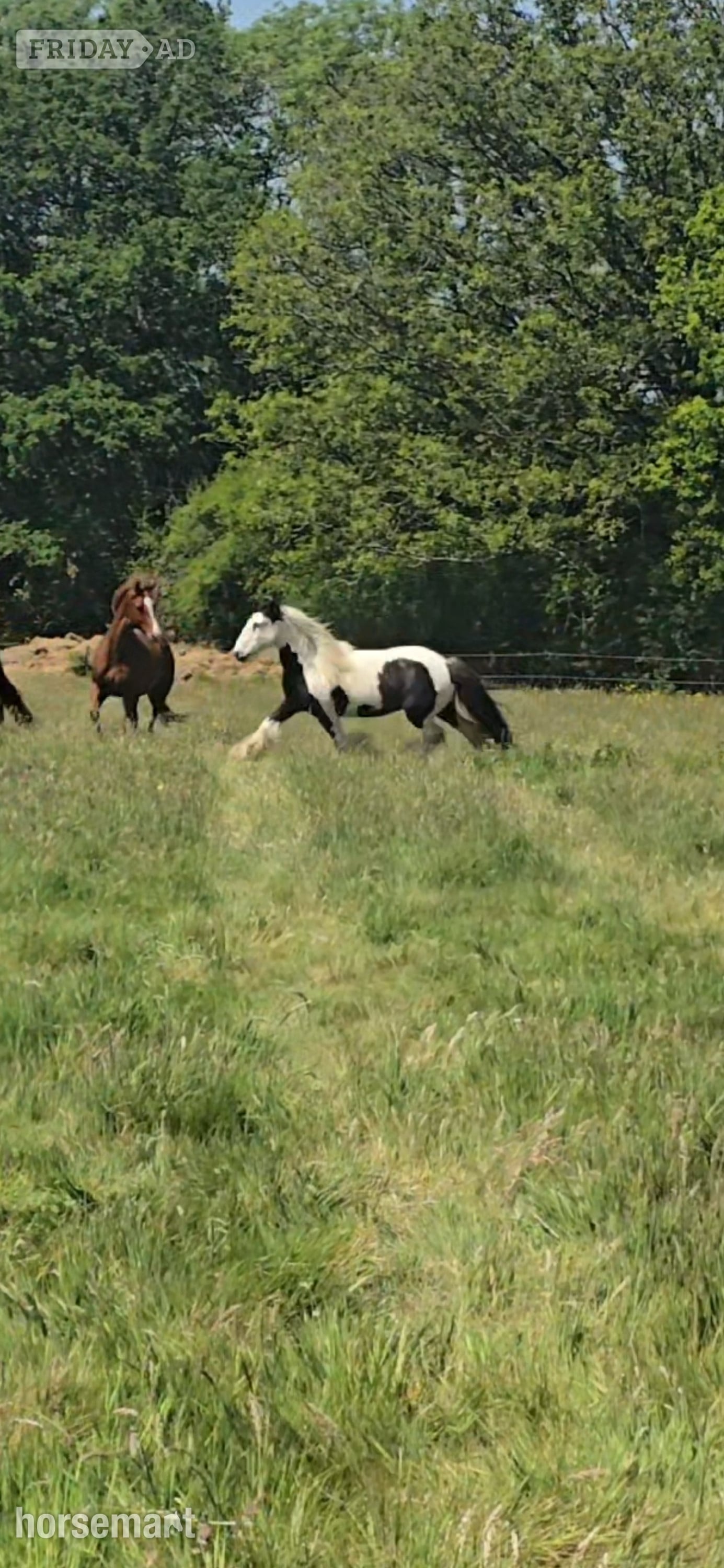 "Dash" Coloured Gelding Cob/Heavy Horse - Horses in Newdigate