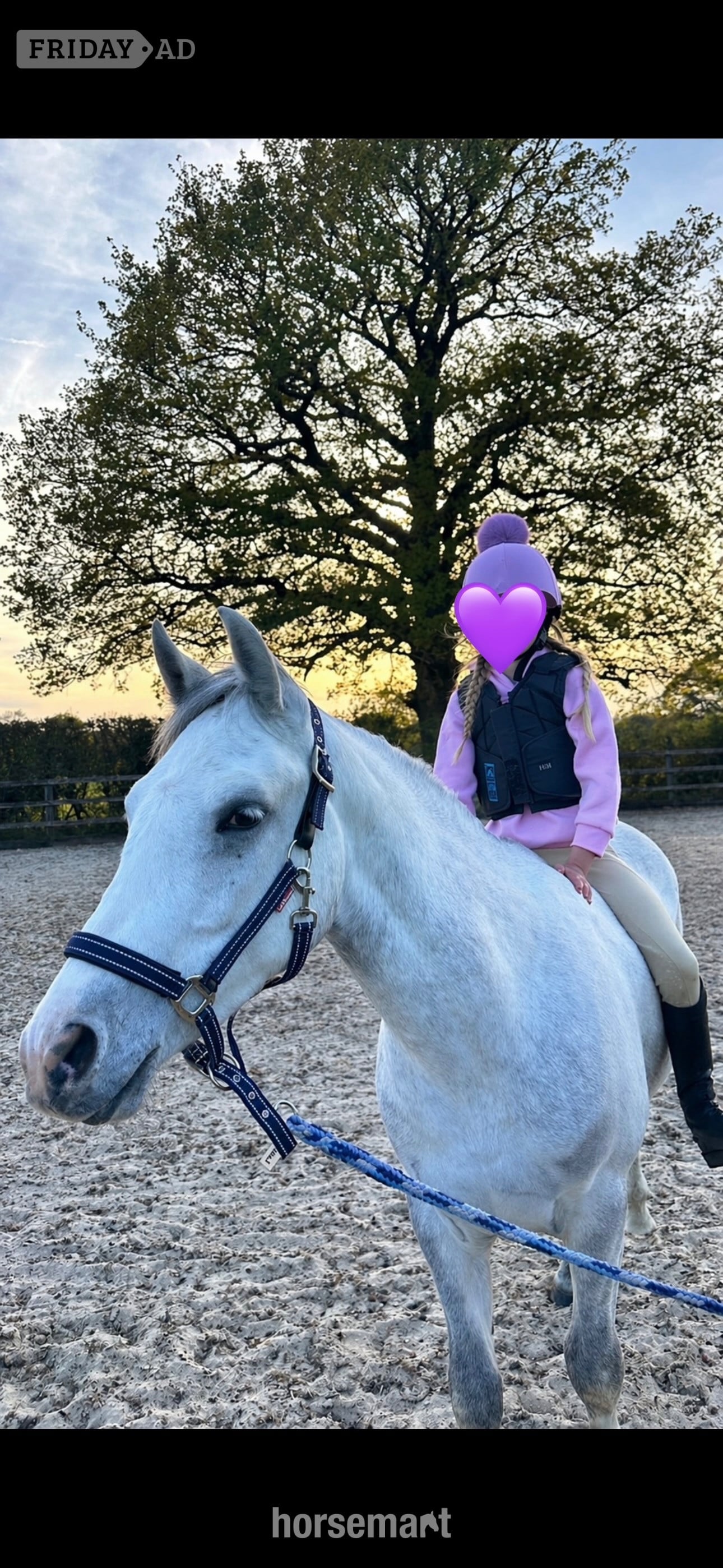"Loki" Grey Gelding Project Horse in Horley