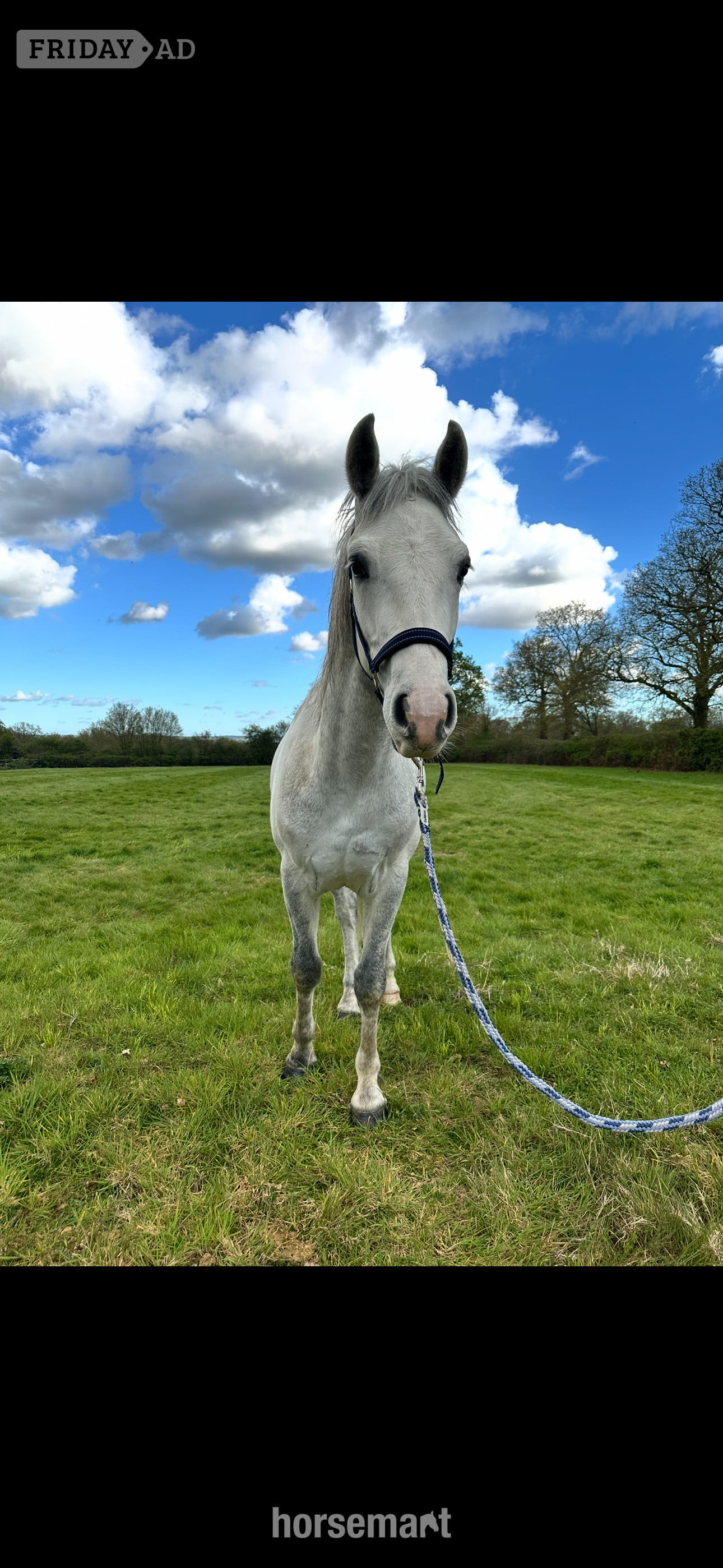 "Loki" Grey Gelding Project Horse