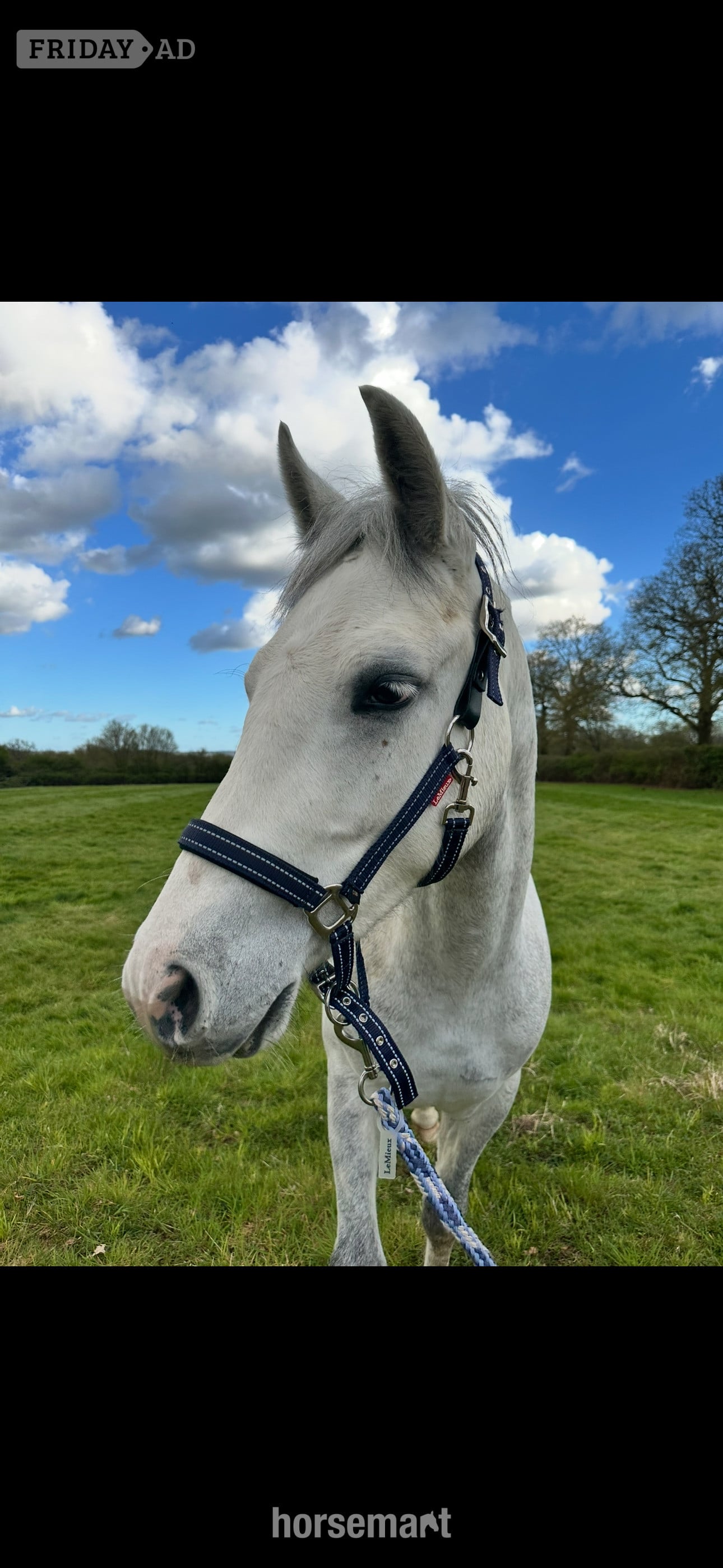 Horley "Loki" Grey Gelding Project Horse