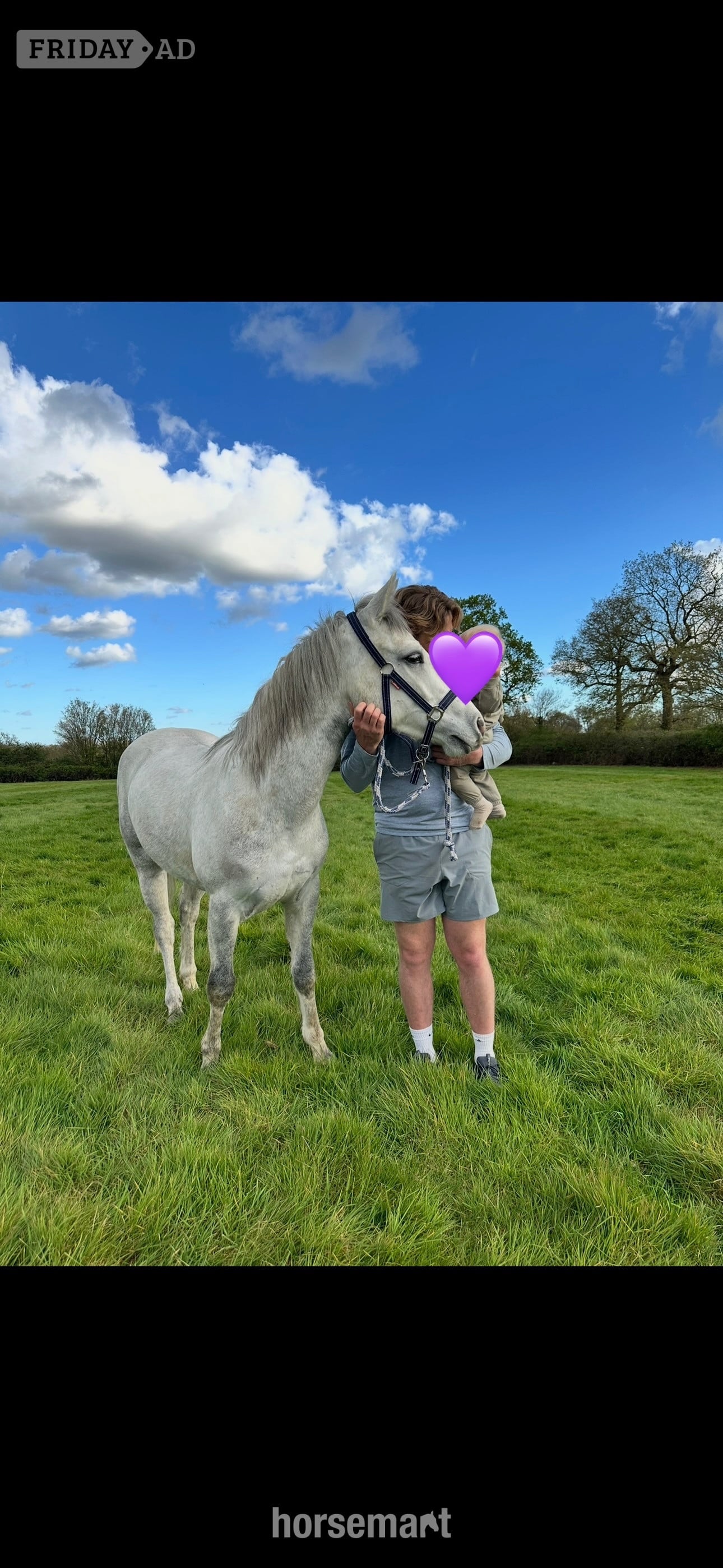 "Loki" Grey Gelding Project Horse - Horses in Horley