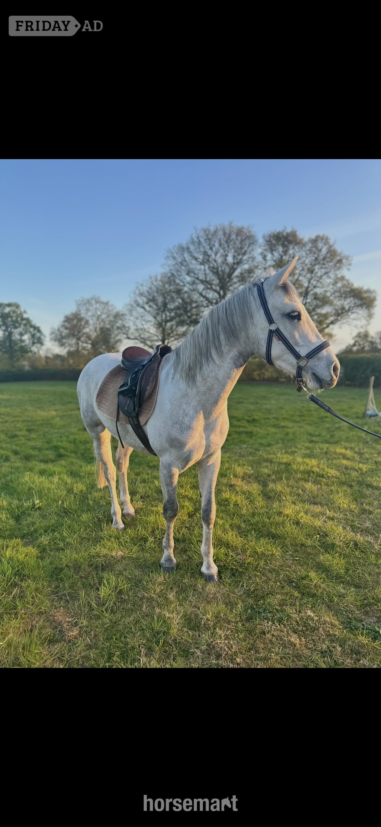 "Loki" Grey Gelding Project Horse - Horses