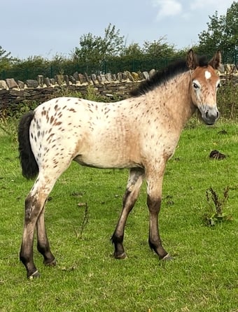 "Buckskin Leopard With 4 Dark Points " Leopard Spot Filly Youngstock / Foal